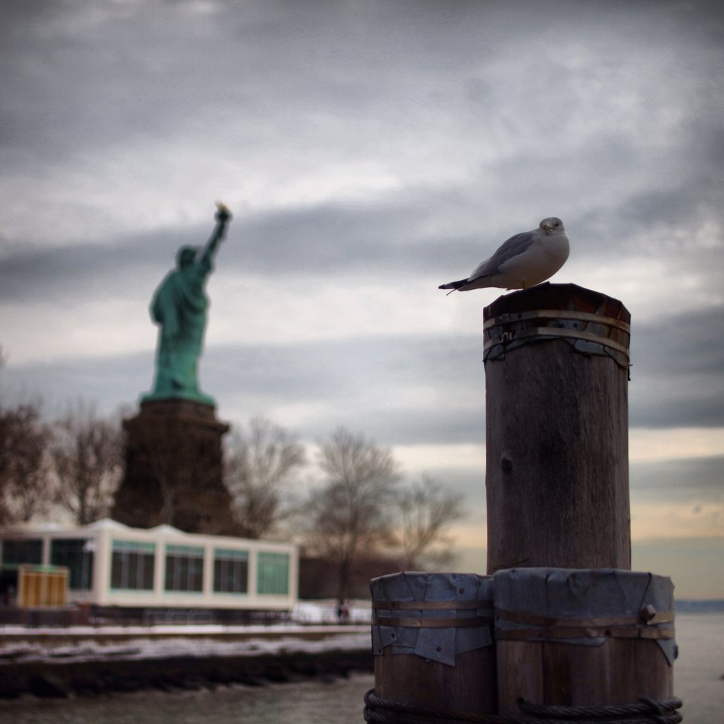 登岛前码头上的一只海鸥