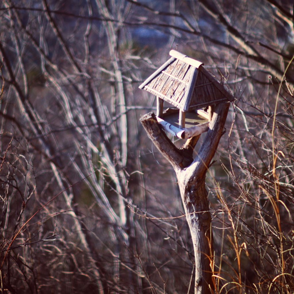 神社旁还见到一个小小的树屋