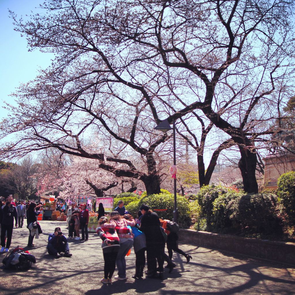 虽然不是节假日，但整个上野公园都满布游人，络绎不绝