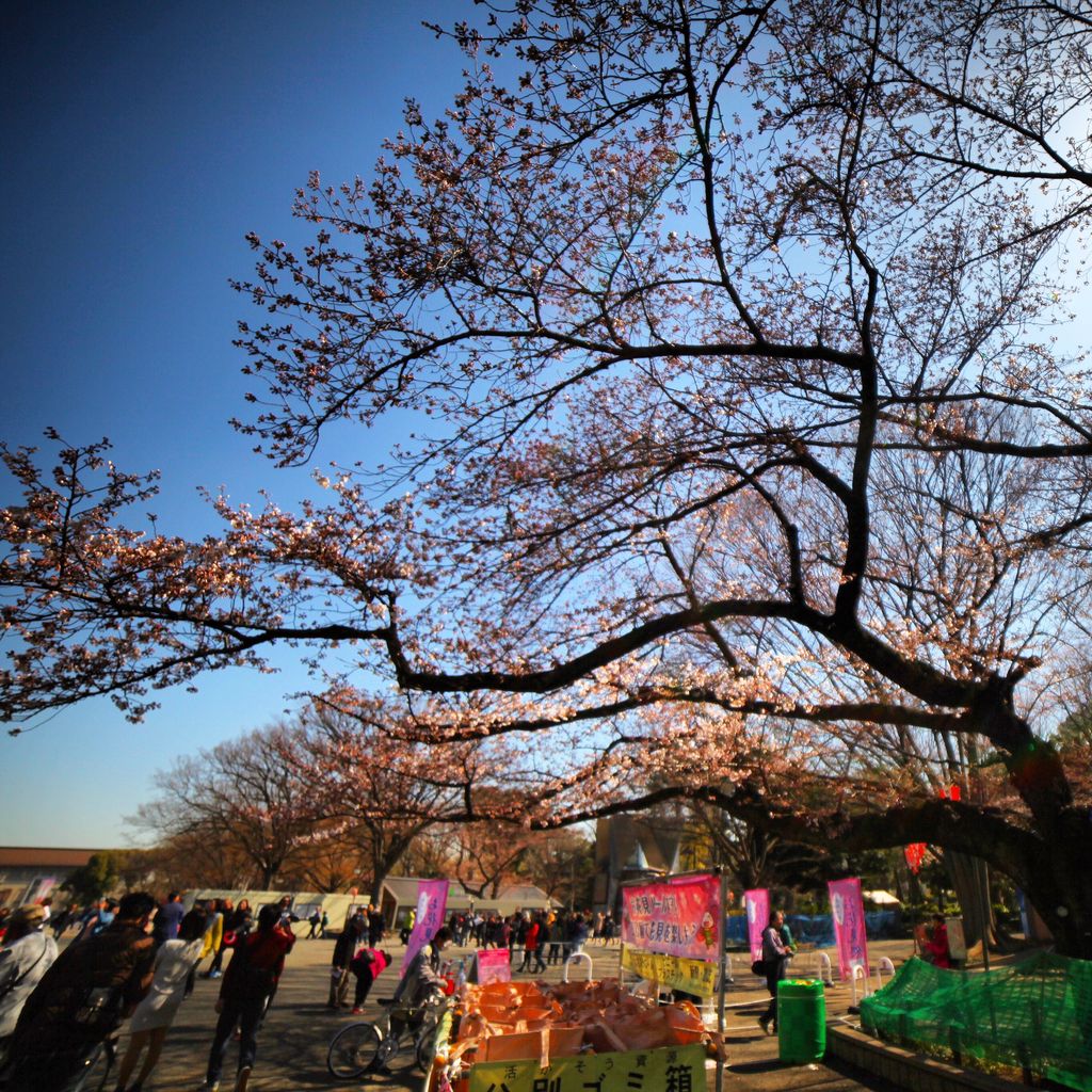 广角下的樱花树，更显得气势