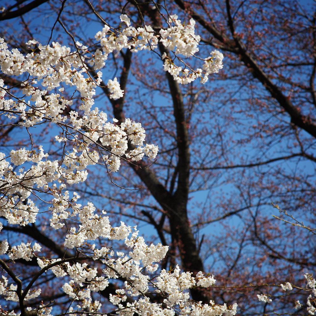 一团团阳光下的樱花
