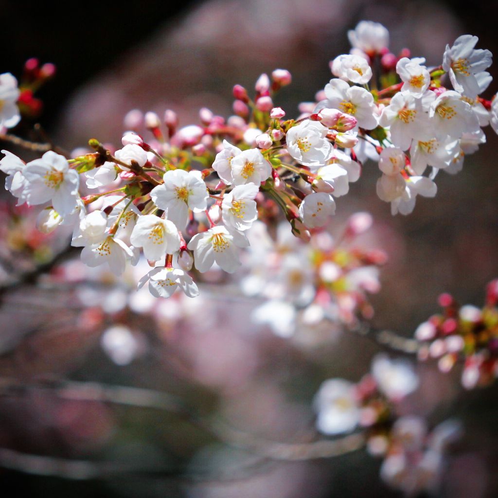 阳光下的樱花尤为灿烂