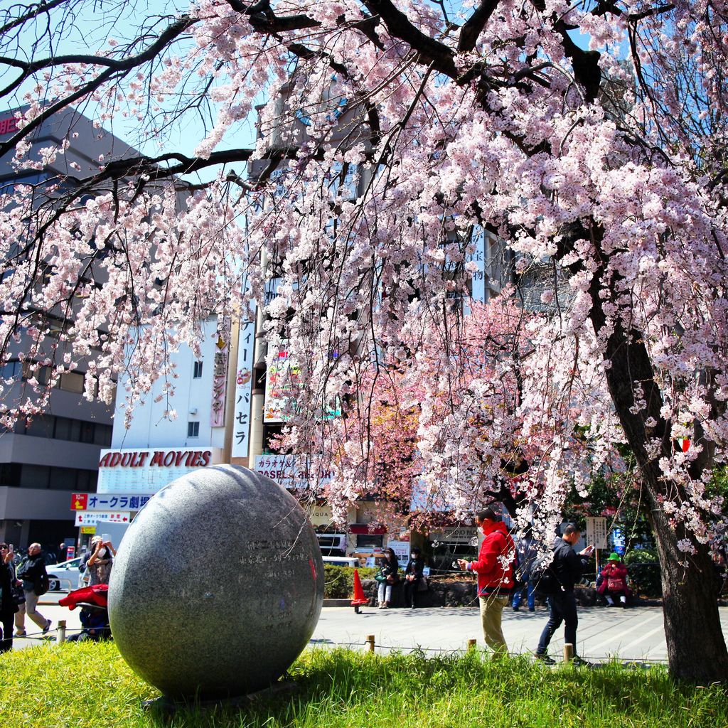 早上的第一站是上野公园，这里的樱花满布，作为我们赏樱的第一站