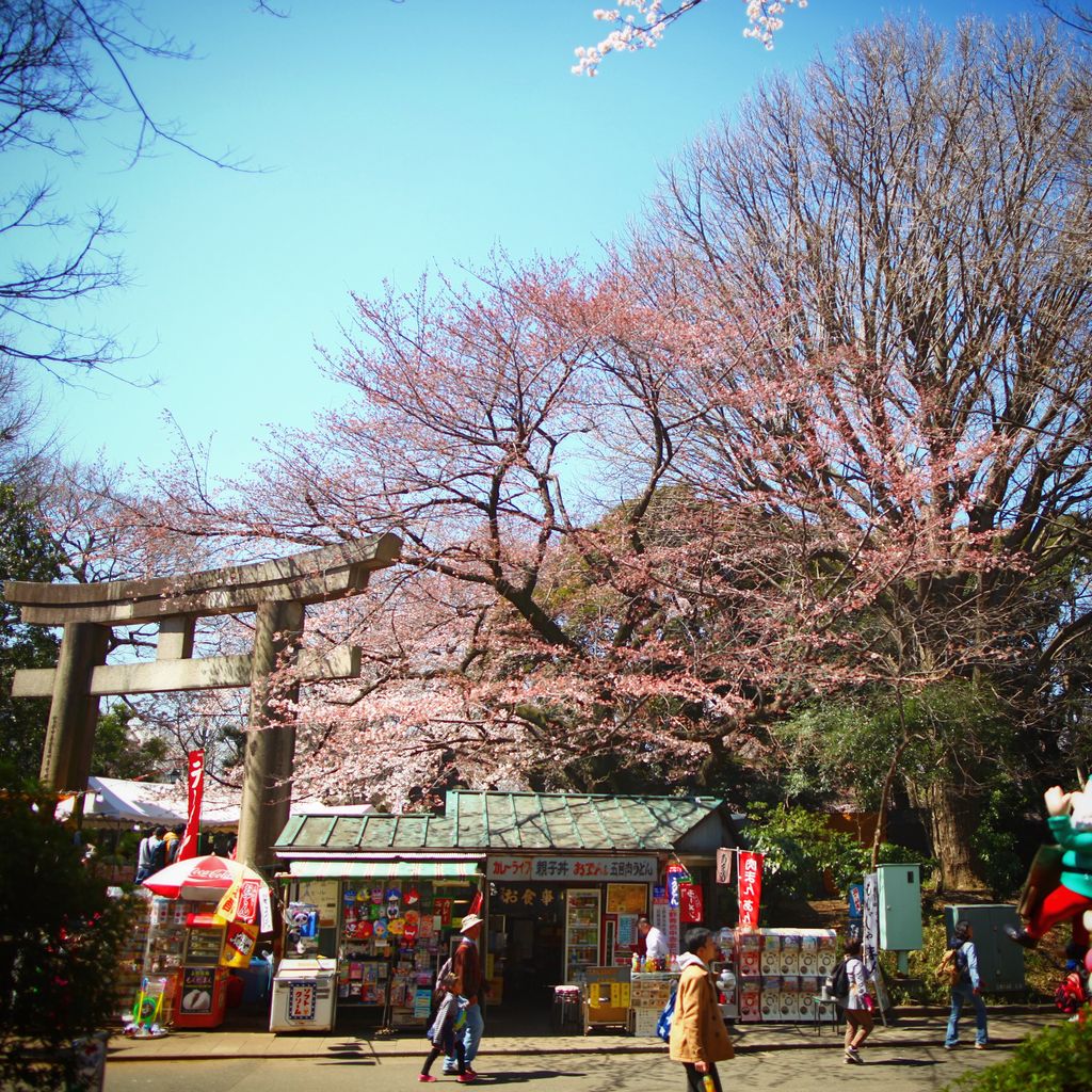 还有一些含苞欲放的樱花树