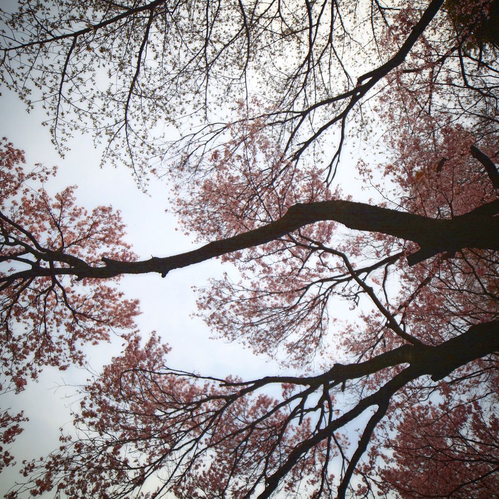 上野公园的樱花