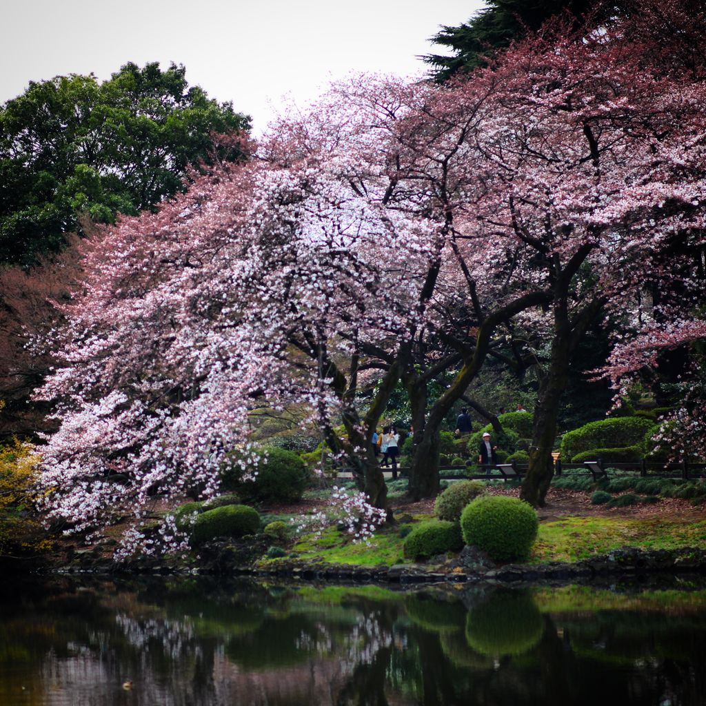 上野公园湖边的樱花