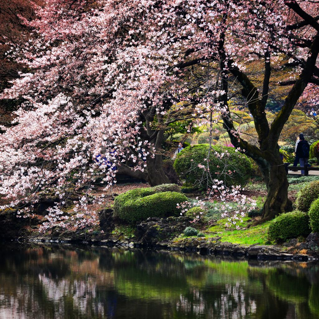 湖边的樱花真的美呆了
