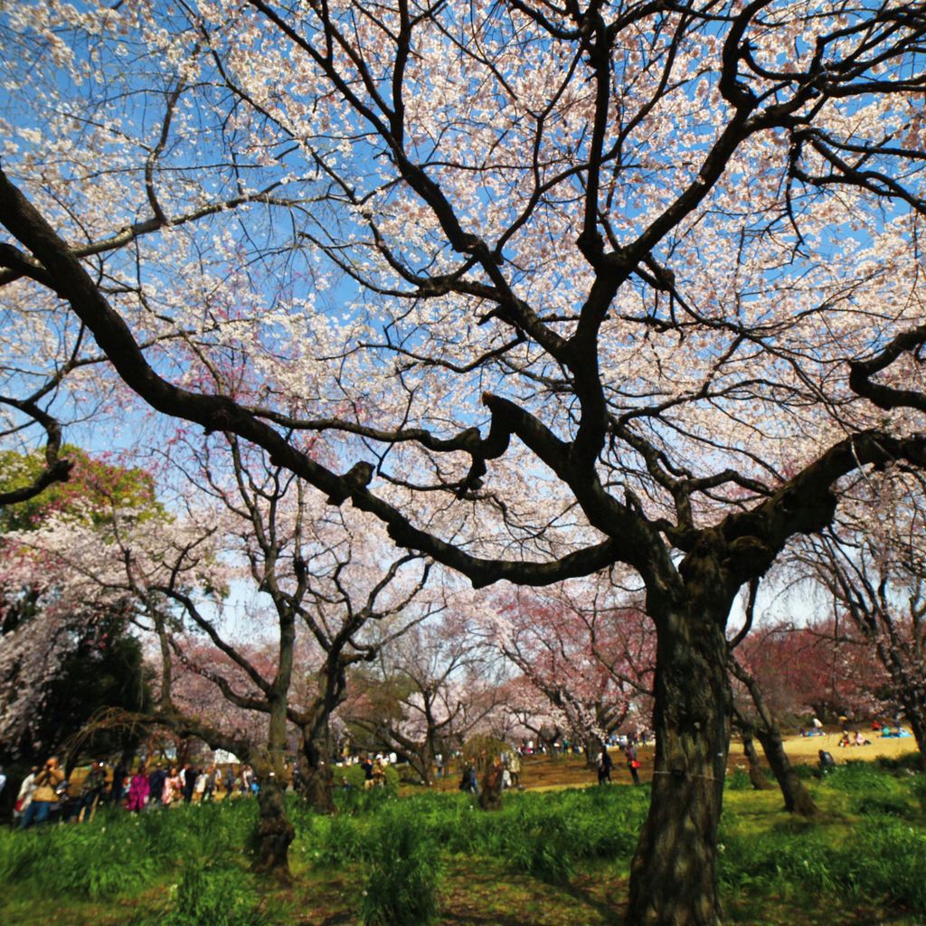 传说中的新宿公园八重樱