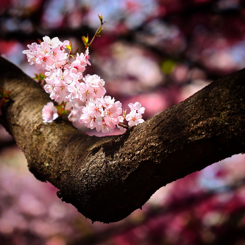 阳光照在樱花上显得特别灿烂
