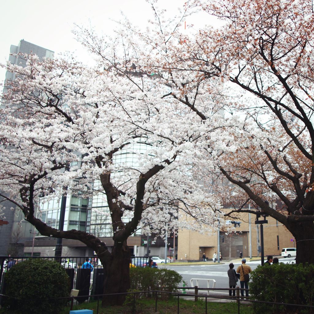路边上的樱花也很美