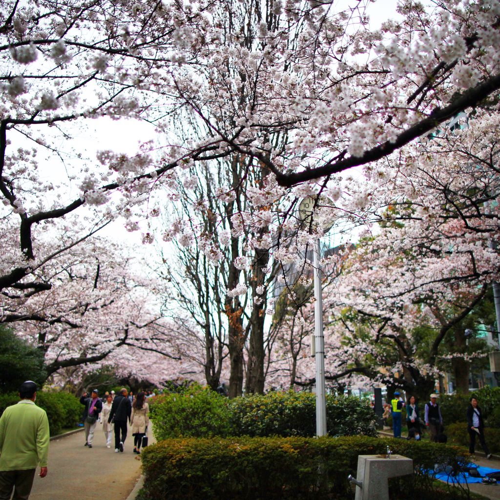 千鸟渊的樱花道