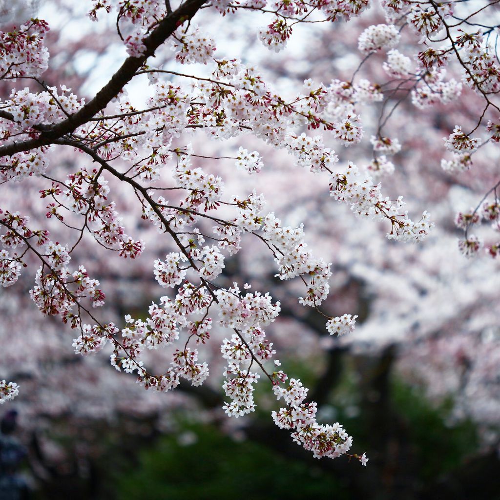 樱花构成的美画