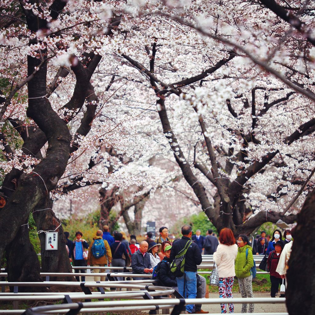到处都是游人在赏樱