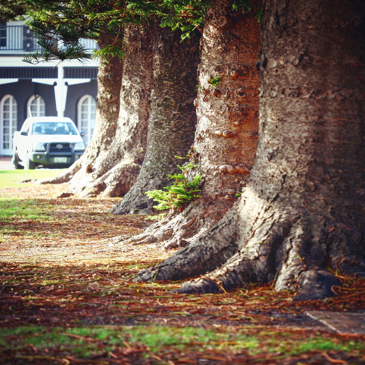 一排排的巨树，壮观