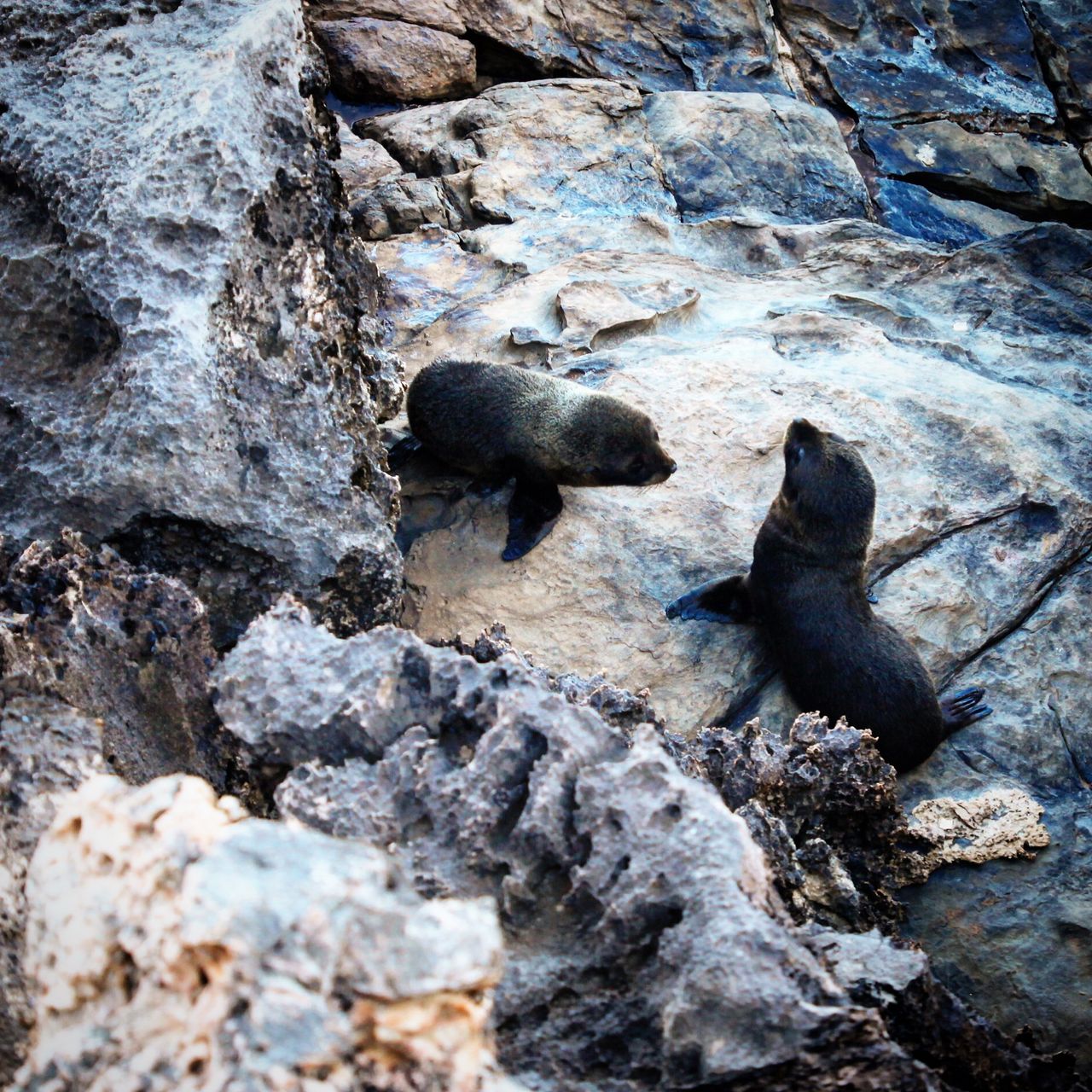 还都是胖胖的笨海豹