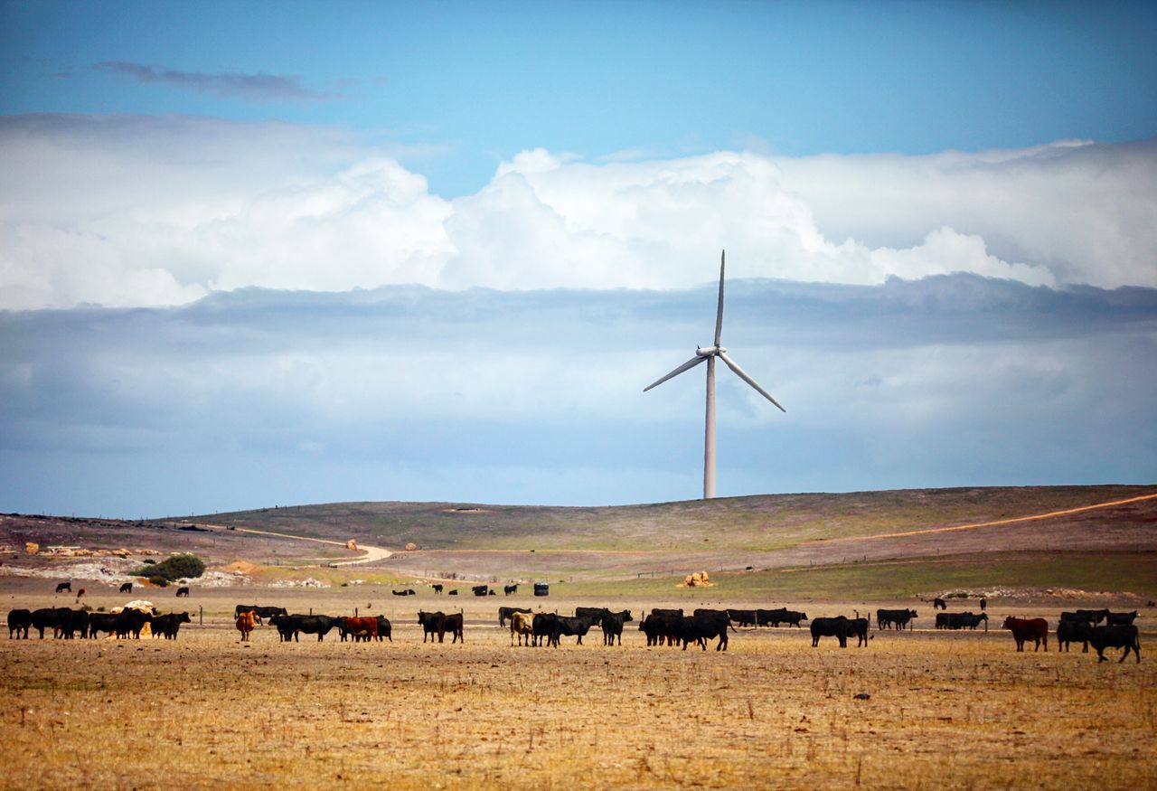 还有一群群的牛