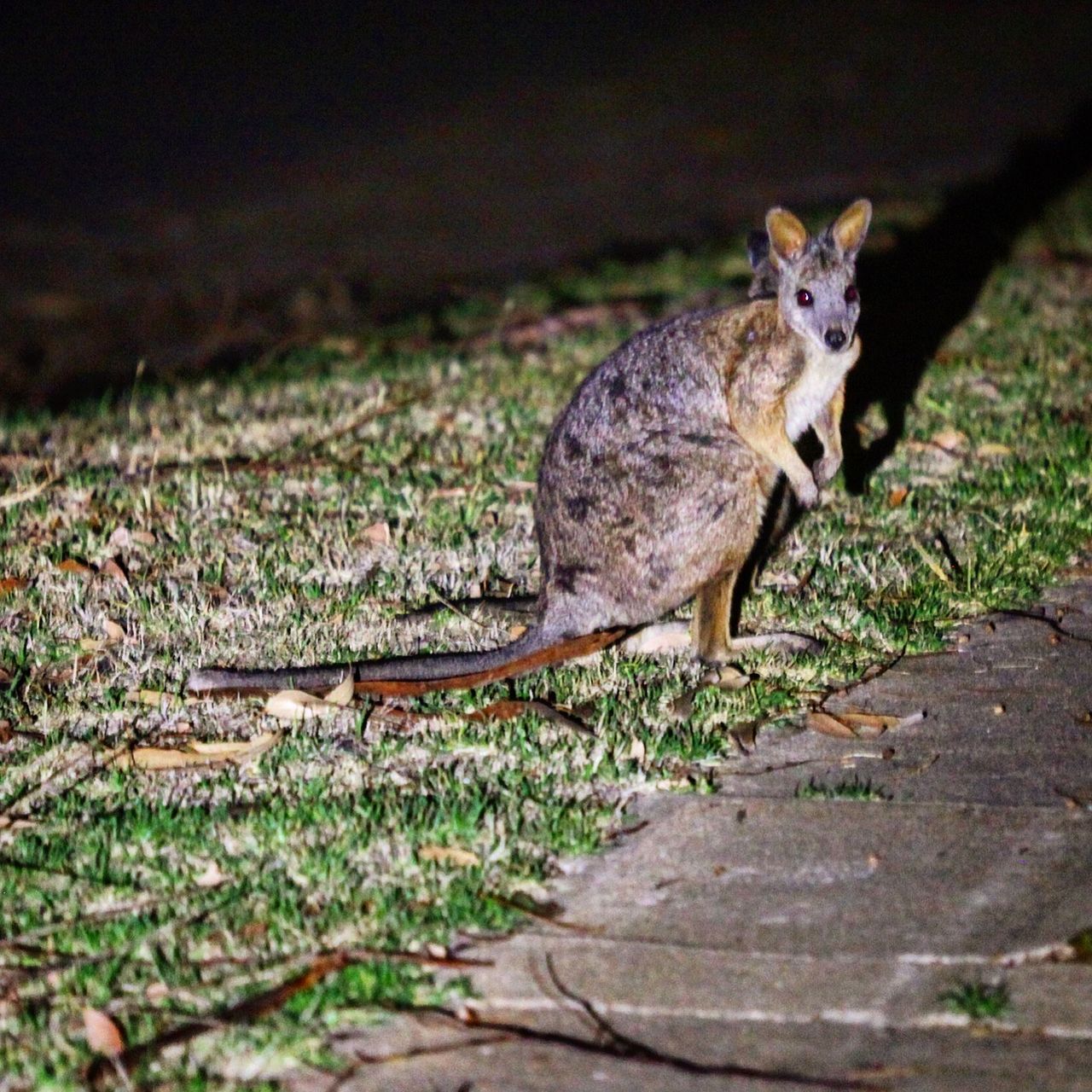 晚上还能见到很多体型小的