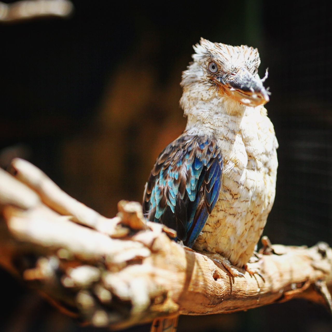在袋鼠岛的野生动物园还有很多野生动物