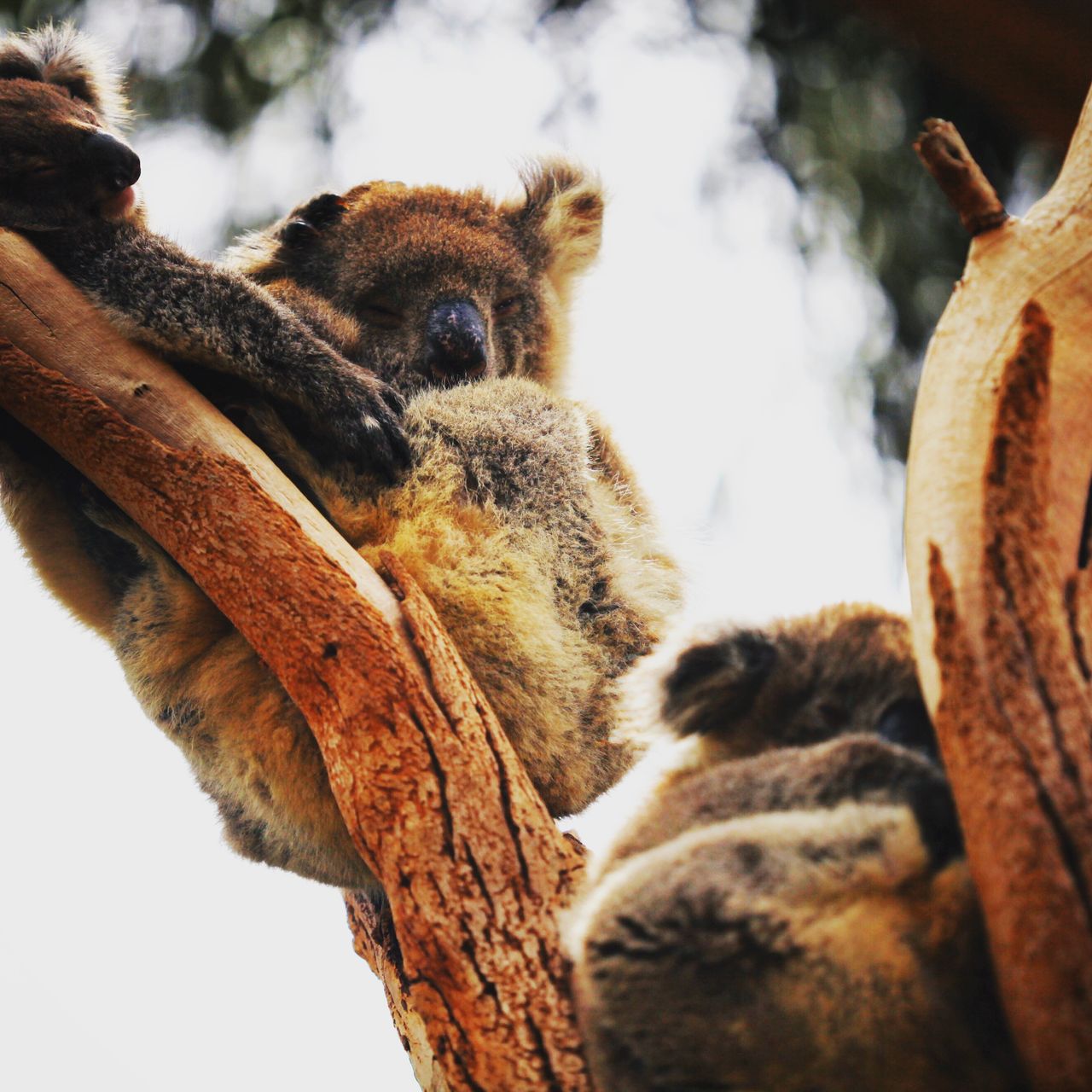见到了传说中的考拉