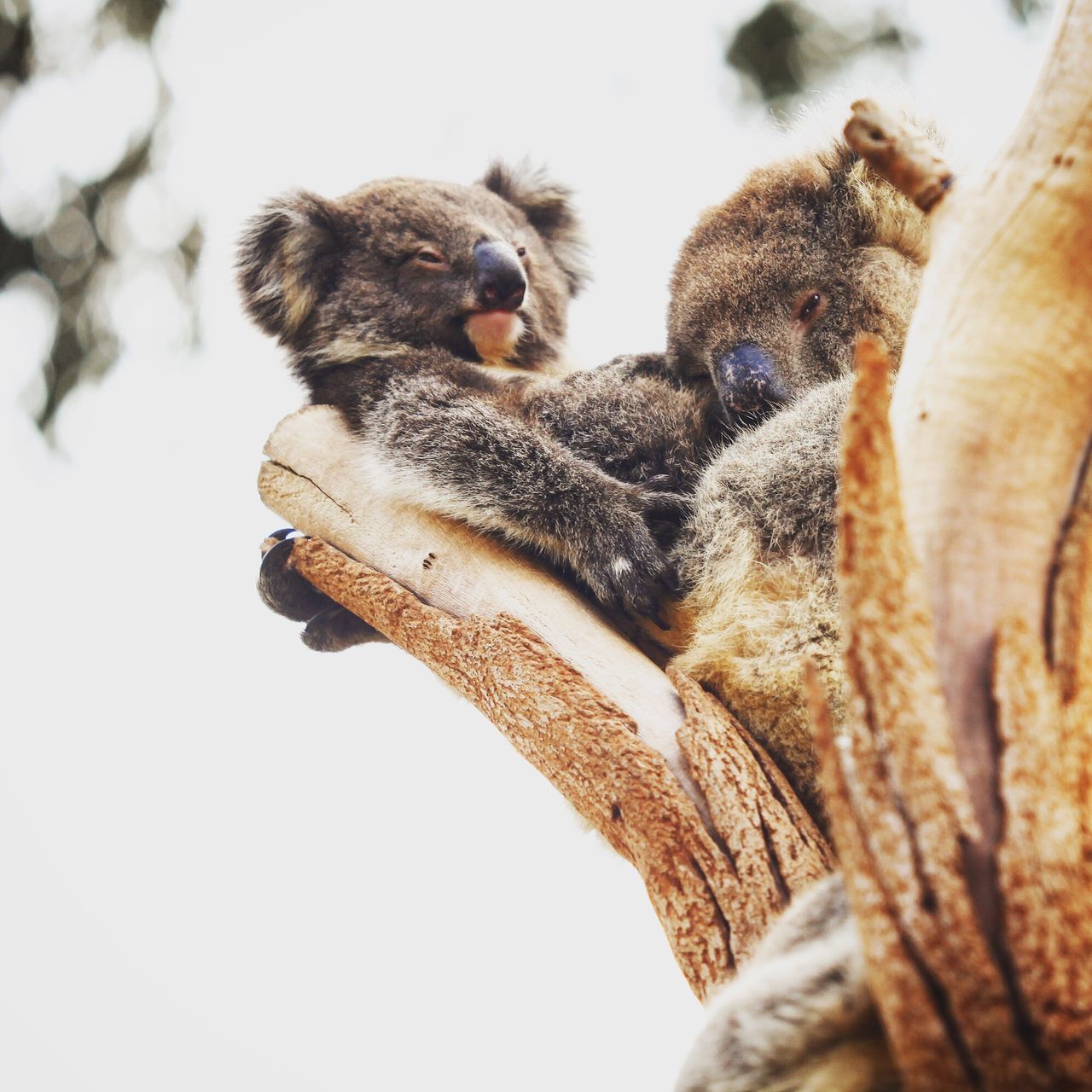 什么时候看都是懒懒的感觉