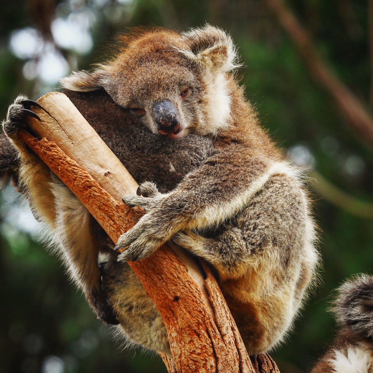 除了睡觉就是抱着