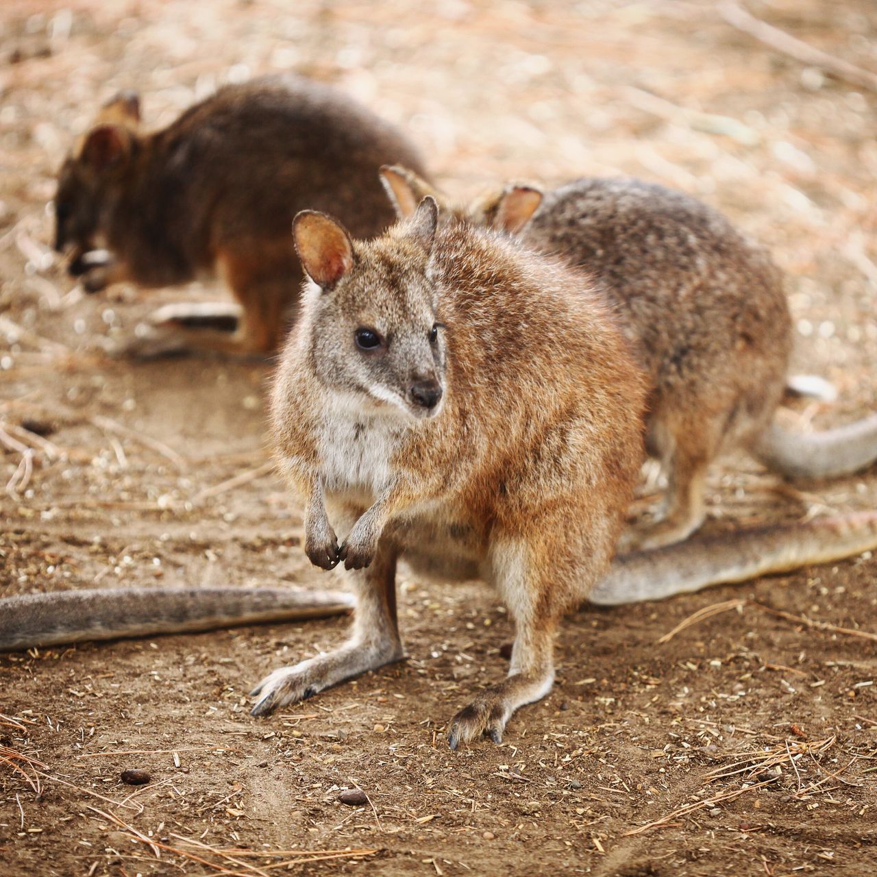 这次是见到一群袋鼠