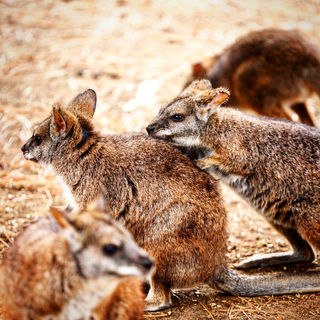 抱团取暖的袋鼠们