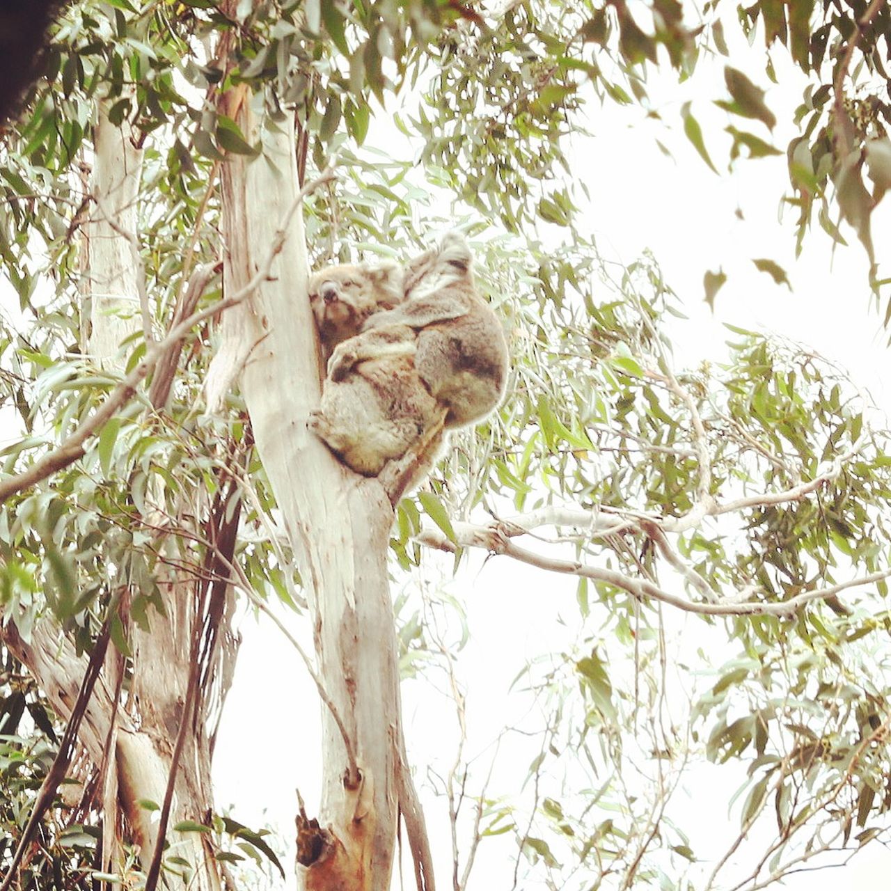 树好高，它们也睡得好香