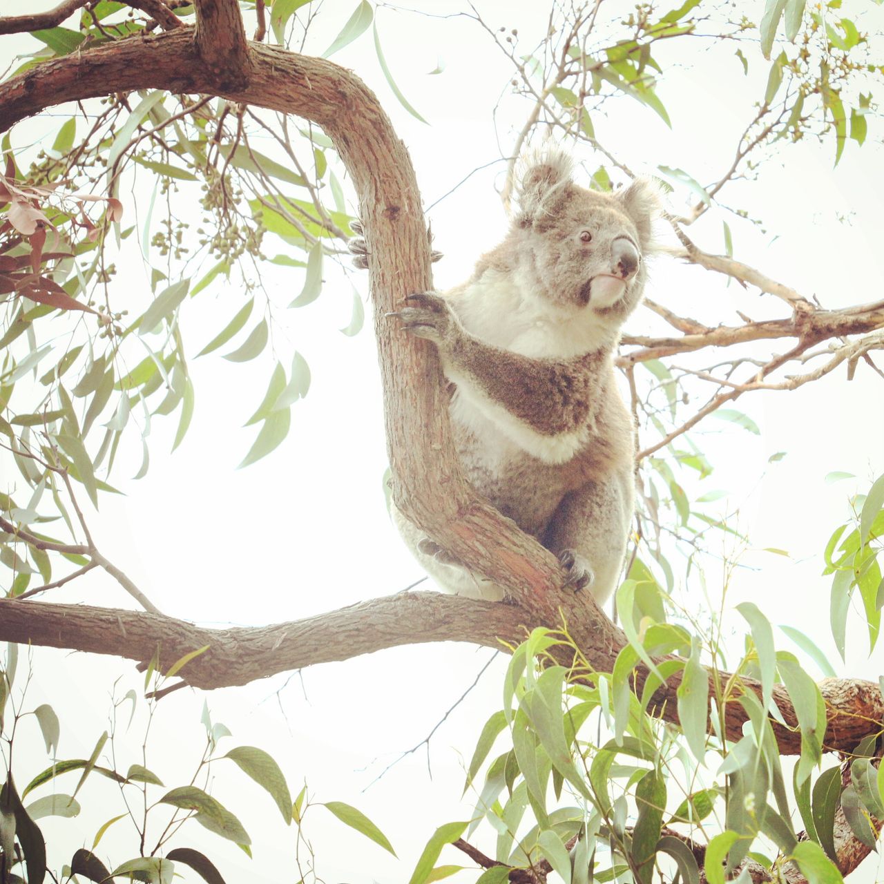 四处张望的考拉