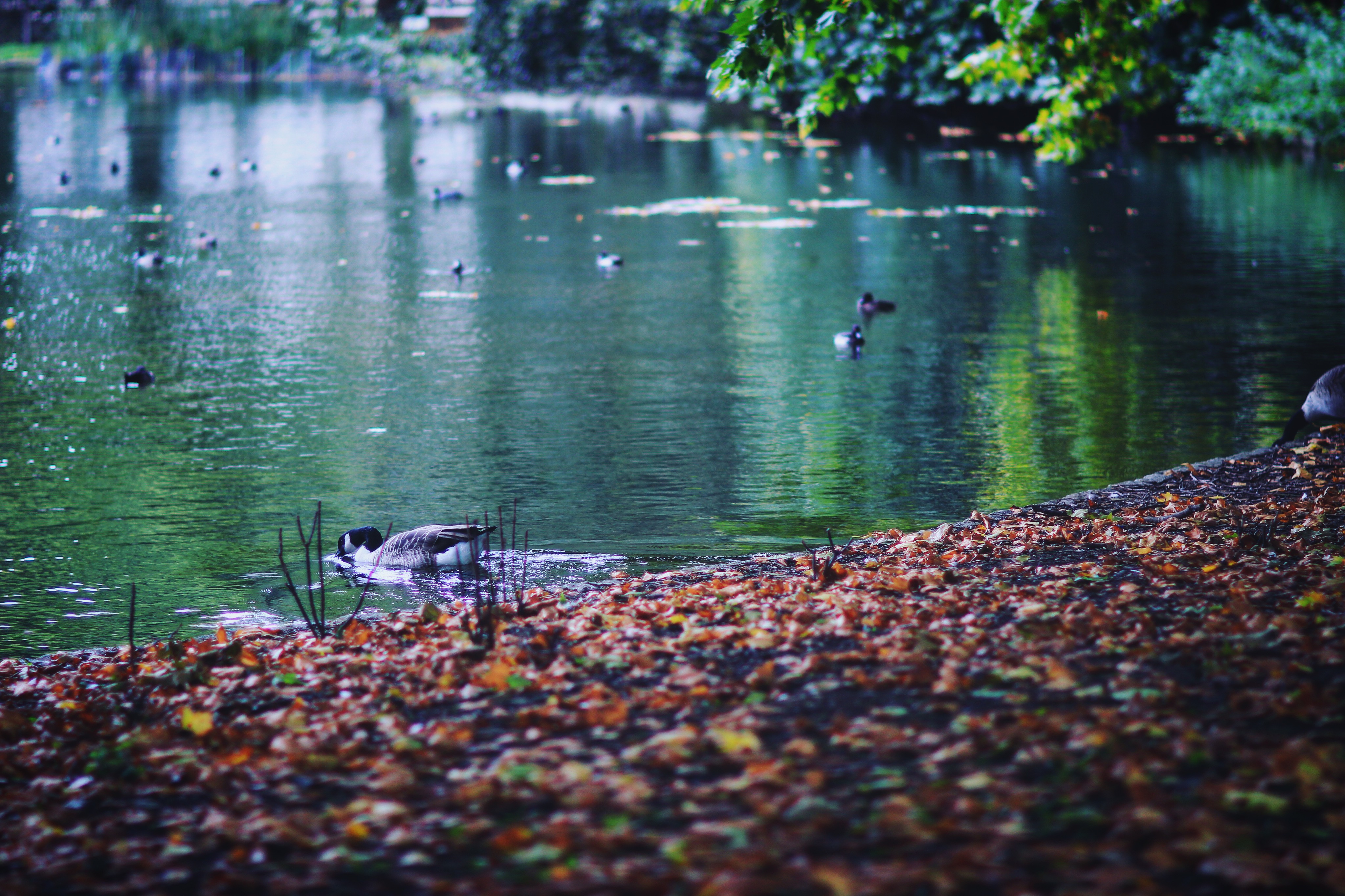 白金汉宫旁边的皇家公园，保育的非常好，小动物全部都不怕行人的
