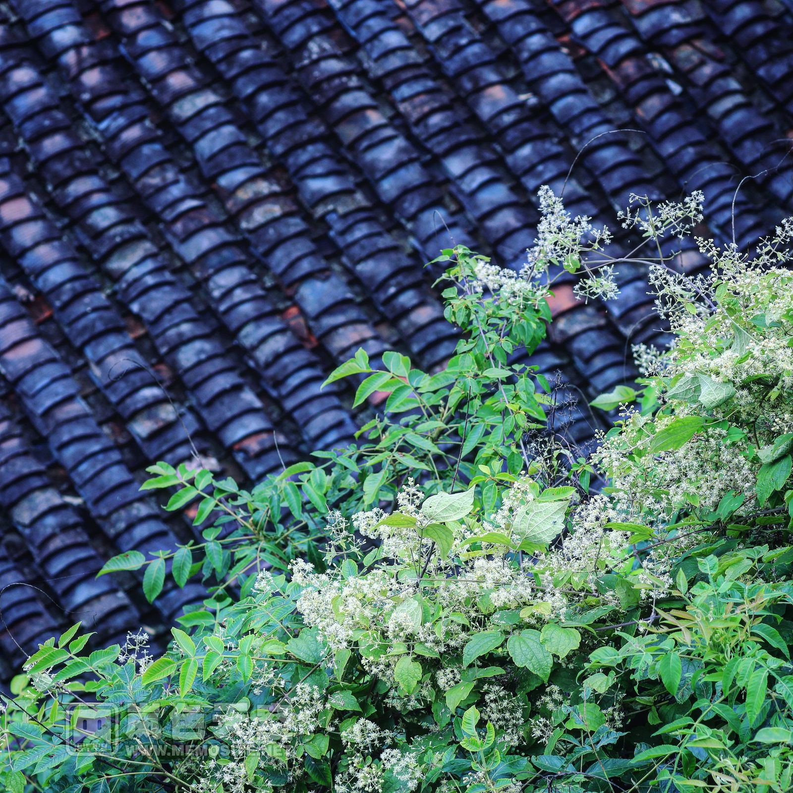 青瓦和绿叶的组合，毫无违和感