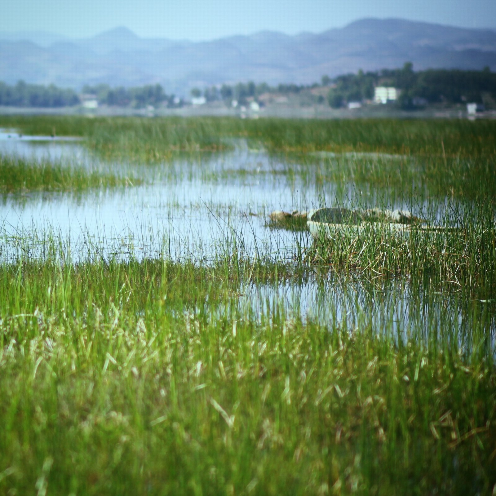次日，我们驾车到了草海的另一面，总算见到了期待的草海