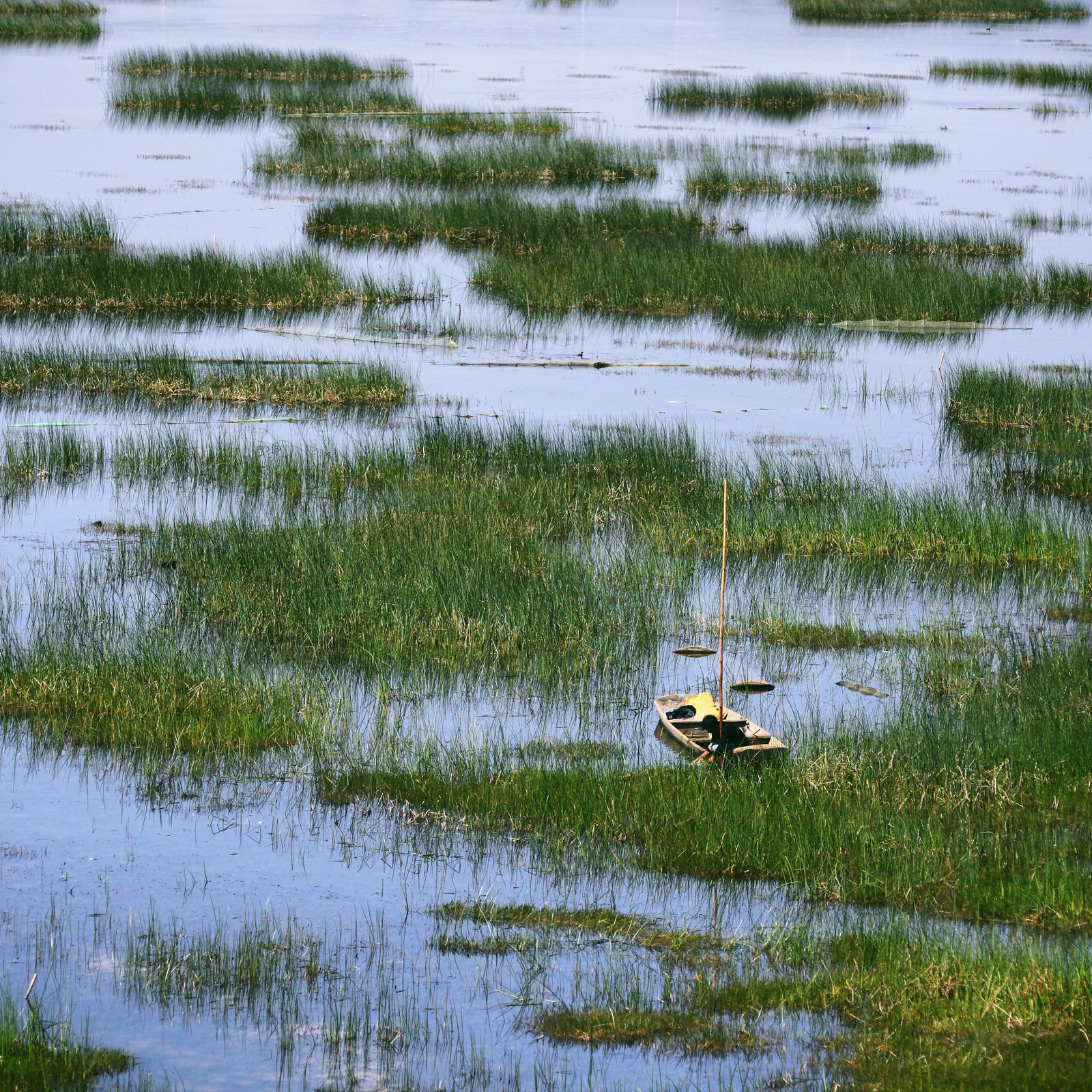 看草海要远观而不能近看，所以跑上山头看下来