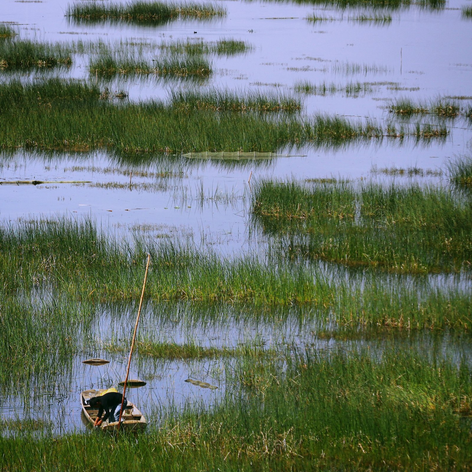 这才是草海真正的魅力啊