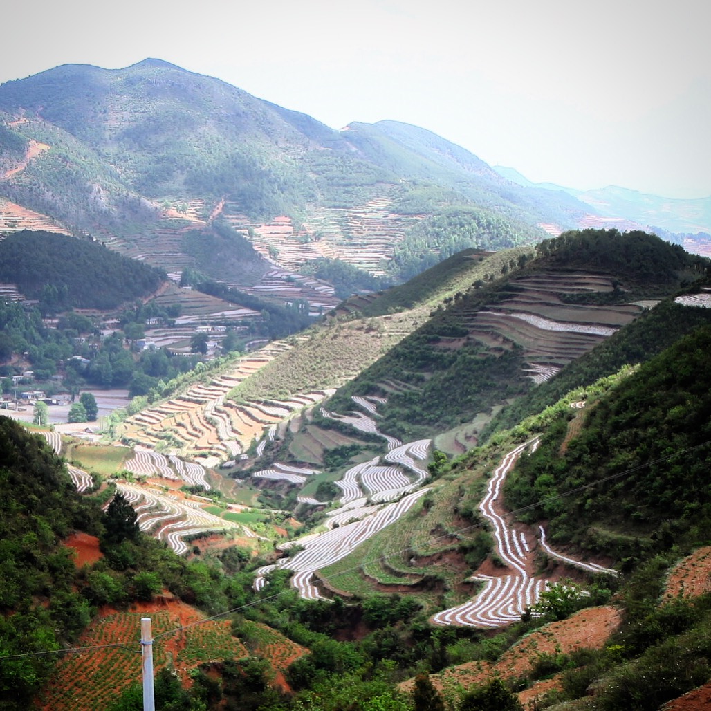 看罢草海，移师马摆大山找杜鹃花看去