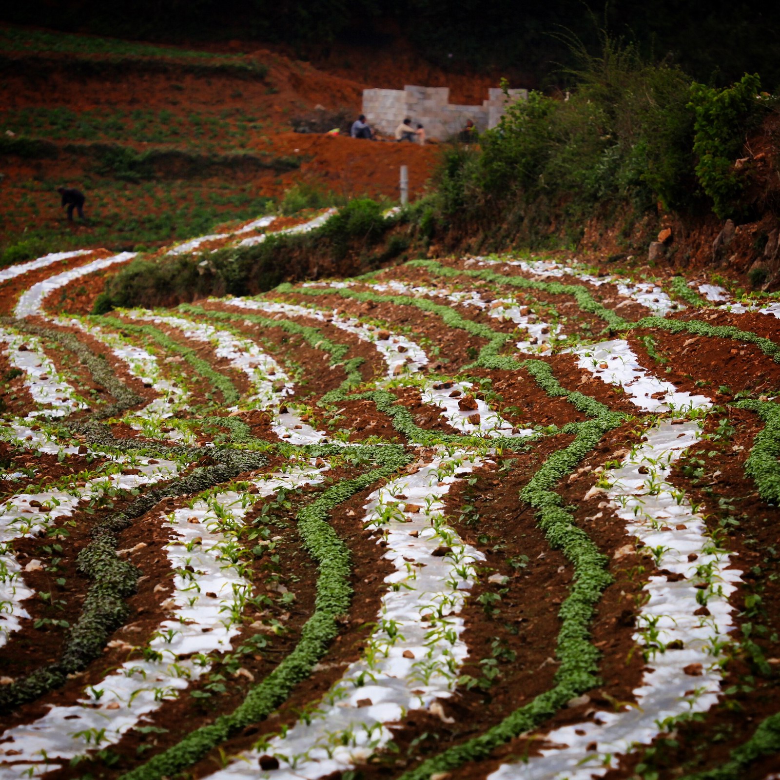 原以为是灌水的梯田，近看原来是过塑的
