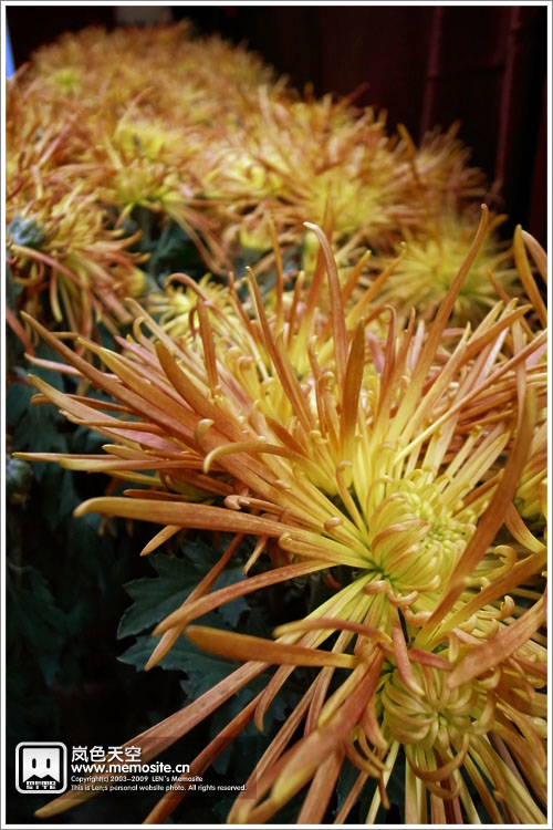 这个……应该是什么品种呢？