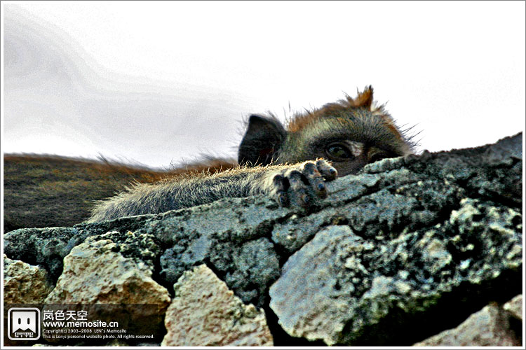 这个还在墙头偷偷的看着你手中的食物呢