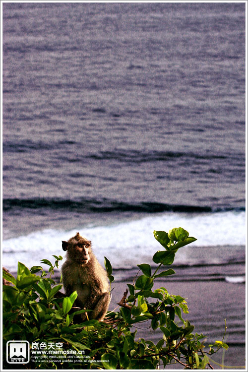 不过从环境来说，这里的猴子可真是最爽的了