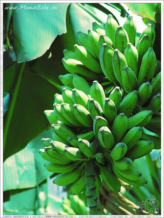 顺德水乡-逢简游-I