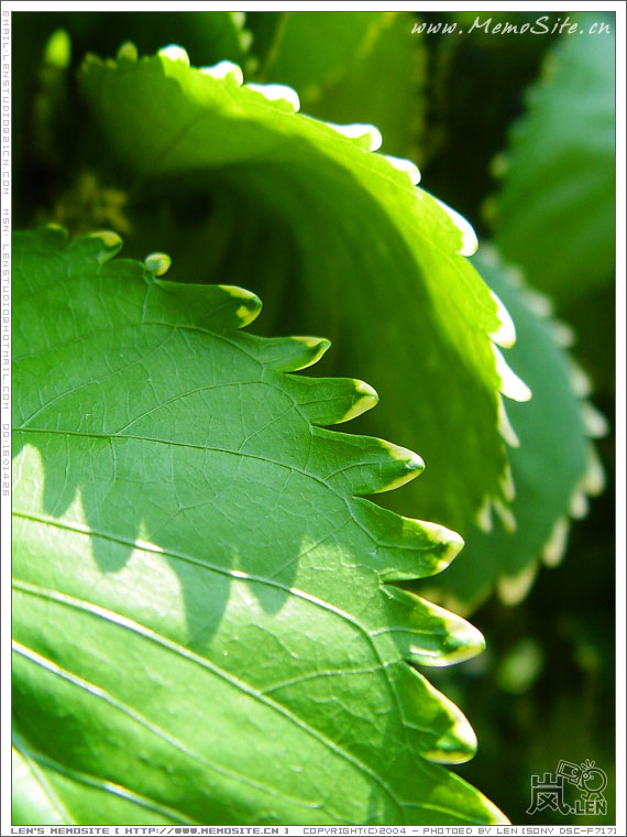 顺德水乡-逢简游-II