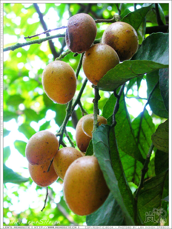 据说今年不仅是荔枝，还是龙眼、黄皮的丰收年