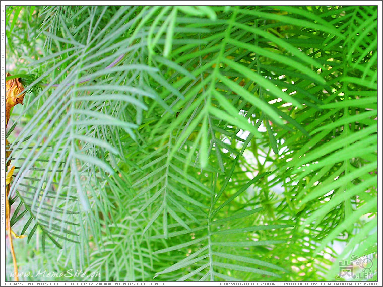 来张绿油油的～～