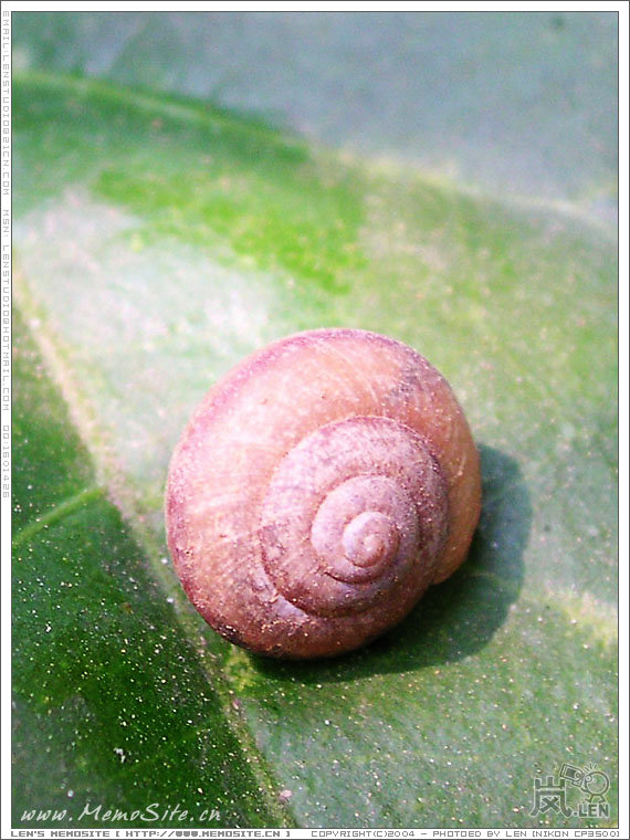 我看我还是当这只蜗牛好了，不然准会给你用杨桃砸死我……