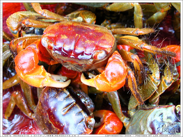 微距下的小螃蟹