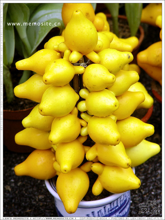 花街·五子登科