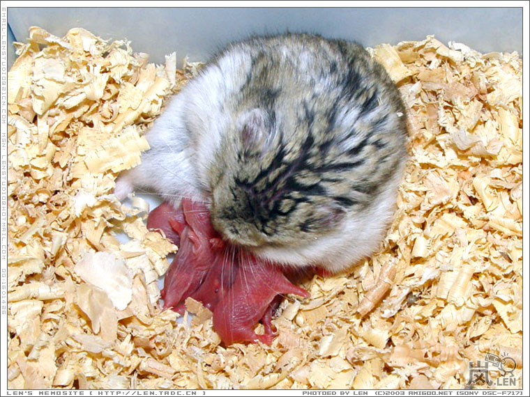 鼠妈妈照料鼠BB中