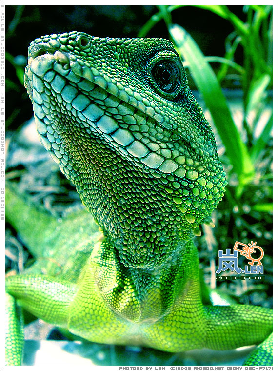 动物园影的动物大头相