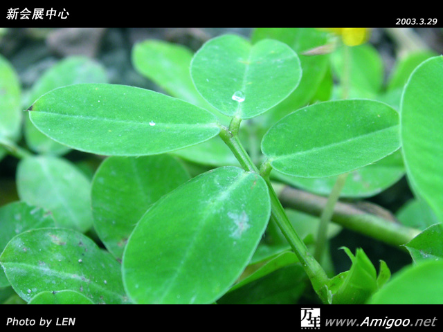 在新绿的吸引下，还是忍不住来了张微距