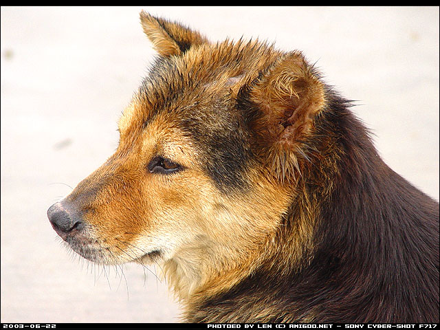 这个还在耍Cool呢！！